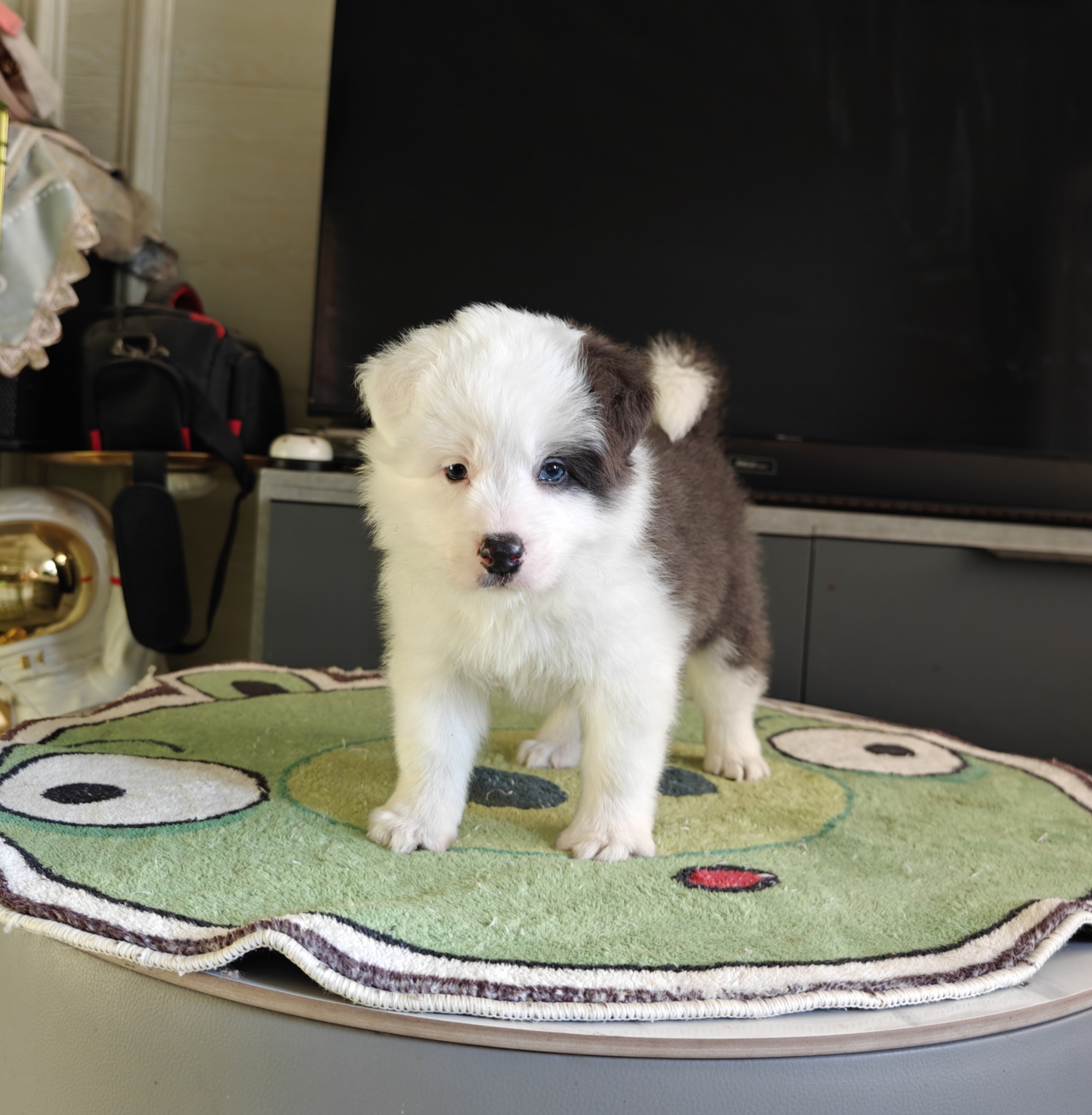 纯种高品质大骨量大毛量蓝白弟弟